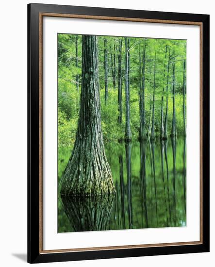 Bald Cypress, Apalachicola National Forest, Florida, USA-Charles Gurche-Framed Photographic Print