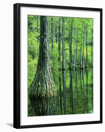 Bald Cypress, Apalachicola National Forest, Florida, USA-Charles Gurche-Framed Photographic Print