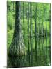 Bald Cypress, Apalachicola National Forest, Florida, USA-Charles Gurche-Mounted Photographic Print