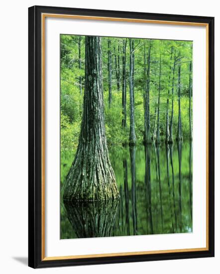 Bald Cypress, Apalachicola National Forest, Florida, USA-Charles Gurche-Framed Photographic Print