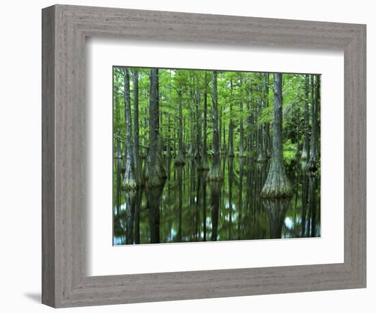 Bald Cypress, Apalachicola National Forest, Florida, USA-Charles Gurche-Framed Photographic Print