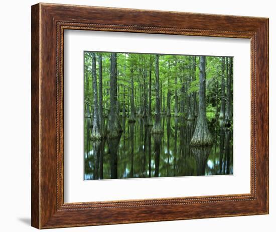 Bald Cypress, Apalachicola National Forest, Florida, USA-Charles Gurche-Framed Photographic Print