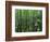 Bald Cypress, Apalachicola National Forest, Florida, USA-Charles Gurche-Framed Photographic Print