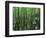 Bald Cypress, Apalachicola National Forest, Florida, USA-Charles Gurche-Framed Photographic Print