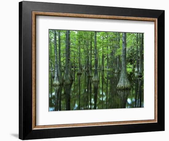 Bald Cypress, Apalachicola National Forest, Florida, USA-Charles Gurche-Framed Photographic Print