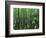 Bald Cypress, Apalachicola National Forest, Florida, USA-Charles Gurche-Framed Photographic Print