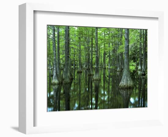 Bald Cypress, Apalachicola National Forest, Florida, USA-Charles Gurche-Framed Photographic Print