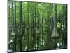 Bald Cypress, Apalachicola National Forest, Florida, USA-Charles Gurche-Mounted Photographic Print