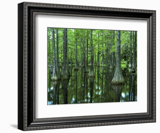 Bald Cypress, Apalachicola National Forest, Florida, USA-Charles Gurche-Framed Photographic Print