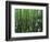 Bald Cypress, Apalachicola National Forest, Florida, USA-Charles Gurche-Framed Photographic Print