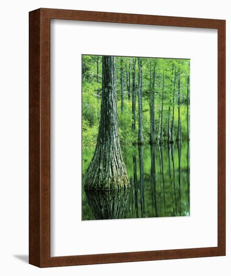 Bald Cypress, Apalachicola National Forest, Florida, USA-Charles Gurche-Framed Photographic Print