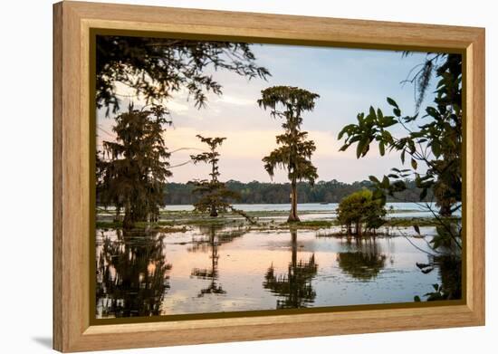 Bald Cypress at Sunset, Atchafalaya Basin, Louisiana, USA-Alison Jones-Framed Premier Image Canvas