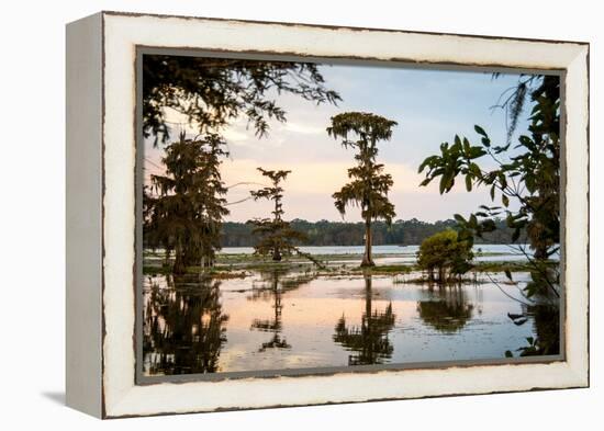 Bald Cypress at Sunset, Atchafalaya Basin, Louisiana, USA-Alison Jones-Framed Premier Image Canvas