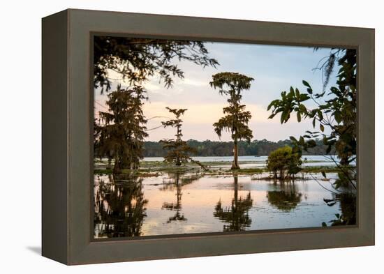 Bald Cypress at Sunset, Atchafalaya Basin, Louisiana, USA-Alison Jones-Framed Premier Image Canvas