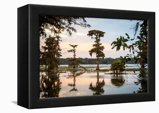 Bald Cypress at Sunset, Atchafalaya Basin, Louisiana, USA-Alison Jones-Framed Premier Image Canvas