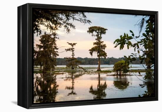 Bald Cypress at Sunset, Atchafalaya Basin, Louisiana, USA-Alison Jones-Framed Premier Image Canvas