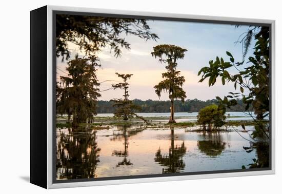 Bald Cypress at Sunset, Atchafalaya Basin, Louisiana, USA-Alison Jones-Framed Premier Image Canvas