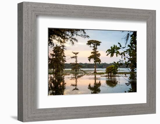 Bald Cypress at Sunset, Atchafalaya Basin, Louisiana, USA-Alison Jones-Framed Photographic Print