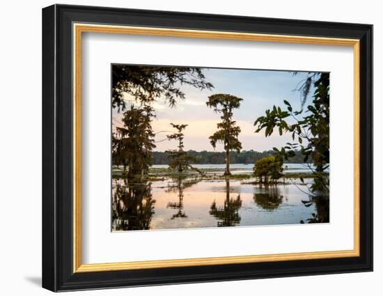 Bald Cypress at Sunset, Atchafalaya Basin, Louisiana, USA-Alison Jones-Framed Photographic Print