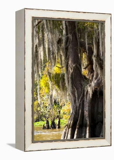 Bald Cypress Closeup, Lake Fausse Point State Park, Louisiana, USA-Alison Jones-Framed Premier Image Canvas