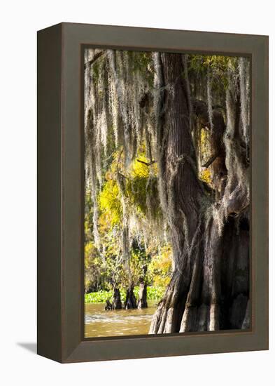 Bald Cypress Closeup, Lake Fausse Point State Park, Louisiana, USA-Alison Jones-Framed Premier Image Canvas