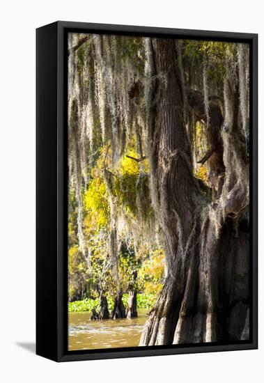 Bald Cypress Closeup, Lake Fausse Point State Park, Louisiana, USA-Alison Jones-Framed Premier Image Canvas