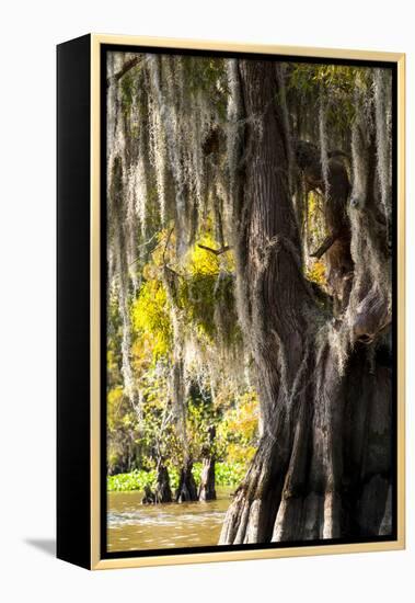 Bald Cypress Closeup, Lake Fausse Point State Park, Louisiana, USA-Alison Jones-Framed Premier Image Canvas