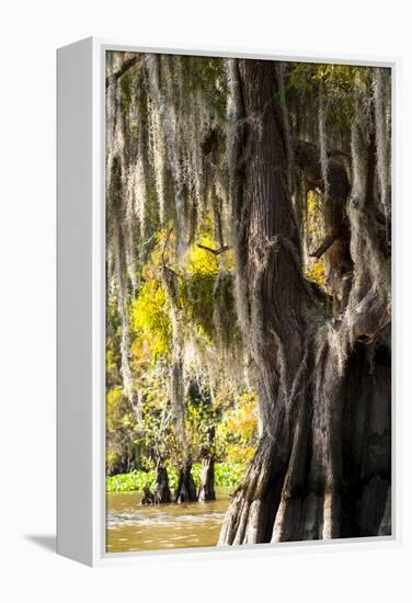 Bald Cypress Closeup, Lake Fausse Point State Park, Louisiana, USA-Alison Jones-Framed Premier Image Canvas