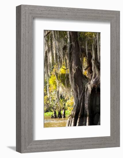 Bald Cypress Closeup, Lake Fausse Point State Park, Louisiana, USA-Alison Jones-Framed Photographic Print