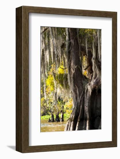 Bald Cypress Closeup, Lake Fausse Point State Park, Louisiana, USA-Alison Jones-Framed Photographic Print