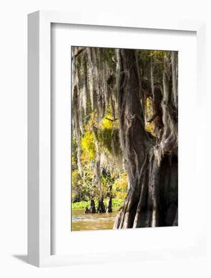 Bald Cypress Closeup, Lake Fausse Point State Park, Louisiana, USA-Alison Jones-Framed Photographic Print