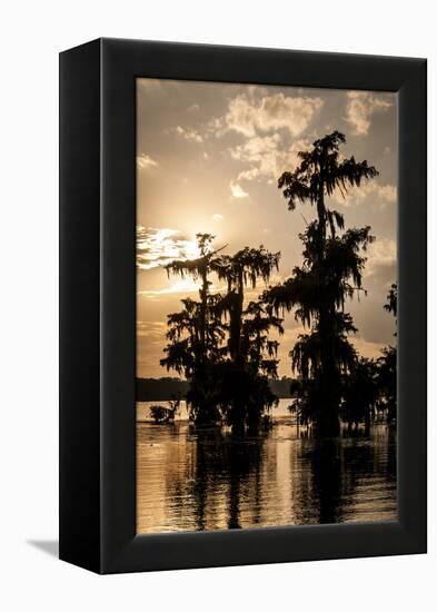 Bald Cypress in Water, Lake Martin, Atchafalaya Basin, Louisiana, USA-Alison Jones-Framed Premier Image Canvas