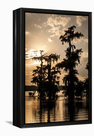 Bald Cypress in Water, Lake Martin, Atchafalaya Basin, Louisiana, USA-Alison Jones-Framed Premier Image Canvas