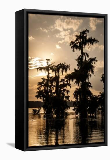 Bald Cypress in Water, Lake Martin, Atchafalaya Basin, Louisiana, USA-Alison Jones-Framed Premier Image Canvas
