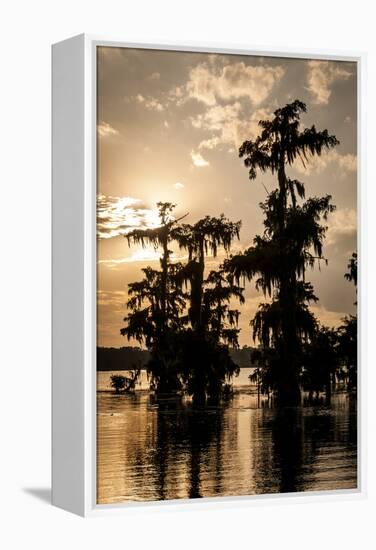 Bald Cypress in Water, Lake Martin, Atchafalaya Basin, Louisiana, USA-Alison Jones-Framed Premier Image Canvas