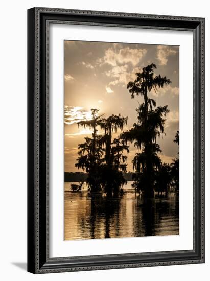 Bald Cypress in Water, Lake Martin, Atchafalaya Basin, Louisiana, USA-Alison Jones-Framed Photographic Print