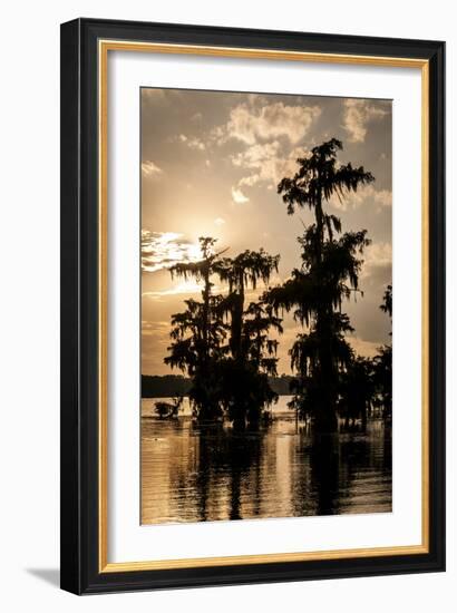 Bald Cypress in Water, Lake Martin, Atchafalaya Basin, Louisiana, USA-Alison Jones-Framed Photographic Print