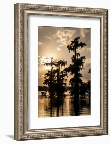 Bald Cypress in Water, Lake Martin, Atchafalaya Basin, Louisiana, USA-Alison Jones-Framed Photographic Print