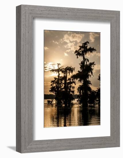 Bald Cypress in Water, Lake Martin, Atchafalaya Basin, Louisiana, USA-Alison Jones-Framed Photographic Print