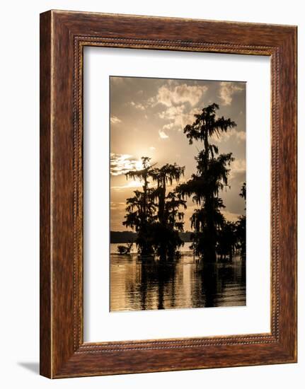 Bald Cypress in Water, Lake Martin, Atchafalaya Basin, Louisiana, USA-Alison Jones-Framed Photographic Print