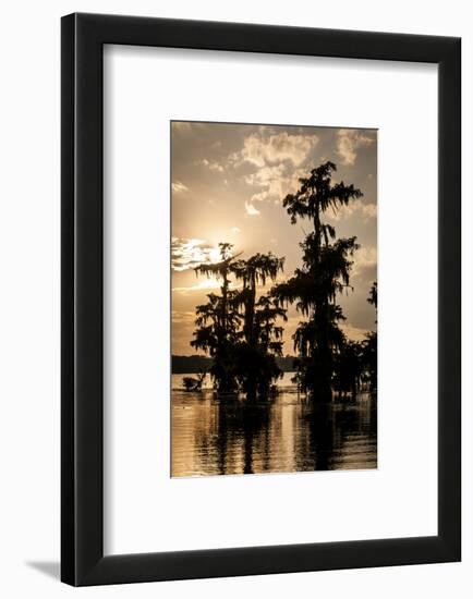 Bald Cypress in Water, Lake Martin, Atchafalaya Basin, Louisiana, USA-Alison Jones-Framed Photographic Print