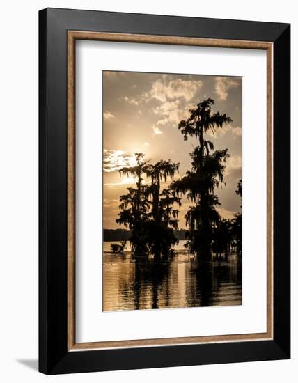 Bald Cypress in Water, Lake Martin, Atchafalaya Basin, Louisiana, USA-Alison Jones-Framed Photographic Print