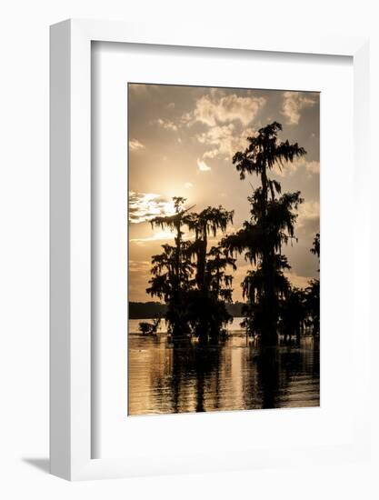 Bald Cypress in Water, Lake Martin, Atchafalaya Basin, Louisiana, USA-Alison Jones-Framed Photographic Print