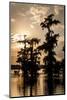 Bald Cypress in Water, Lake Martin, Atchafalaya Basin, Louisiana, USA-Alison Jones-Mounted Photographic Print