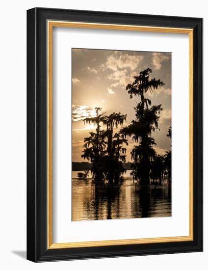 Bald Cypress in Water, Lake Martin, Atchafalaya Basin, Louisiana, USA-Alison Jones-Framed Photographic Print