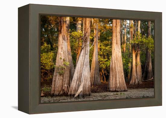 Bald Cypress in Water, Pierce Lake, Atchafalaya Basin, Louisiana, USA-Alison Jones-Framed Premier Image Canvas