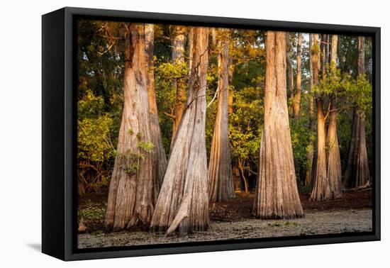 Bald Cypress in Water, Pierce Lake, Atchafalaya Basin, Louisiana, USA-Alison Jones-Framed Premier Image Canvas