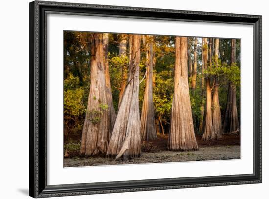 Bald Cypress in Water, Pierce Lake, Atchafalaya Basin, Louisiana, USA-Alison Jones-Framed Photographic Print