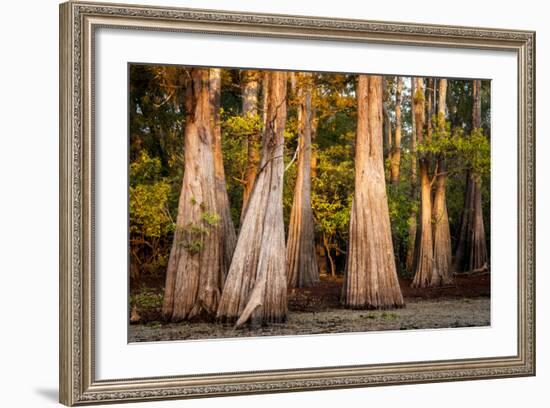 Bald Cypress in Water, Pierce Lake, Atchafalaya Basin, Louisiana, USA-Alison Jones-Framed Photographic Print