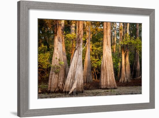 Bald Cypress in Water, Pierce Lake, Atchafalaya Basin, Louisiana, USA-Alison Jones-Framed Photographic Print